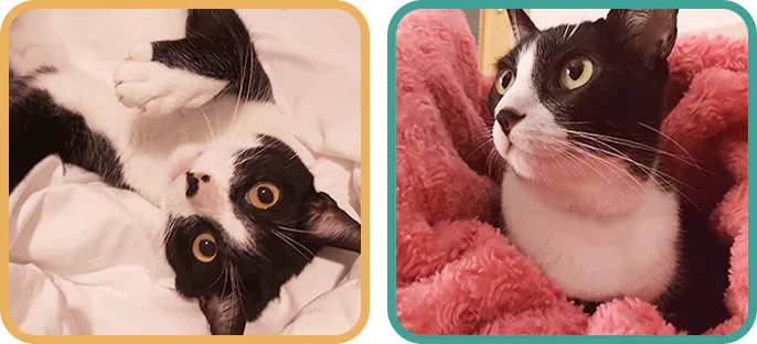Tobio, el gato y compañero creativo de Mel